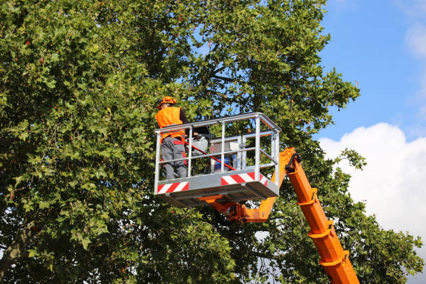 Best Emergency Storm Tree Removal  in Mound, MN